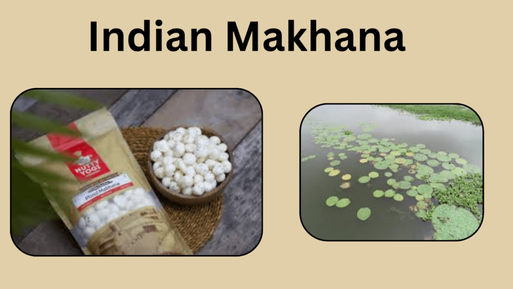 makhana in english